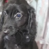 Zorro, AKC, a male Miniature Dachshund for sale in Tuscaloosa, AL – Photo 1 of 2