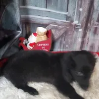 Zorro, AKC, a male Miniature Dachshund for sale in Tuscaloosa, AL – Photo 2 of 2