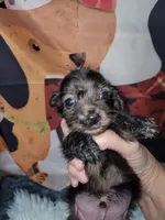 Ward, dapple brindle, a male Miniature Dachshund for sale in Tuscaloosa, AL – Photo 1 of 3