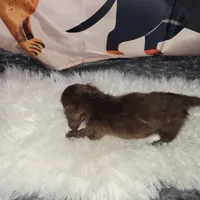 Willa, brindle, a male Miniature Dachshund for sale in Tuscaloosa, AL – Photo 3 of 3