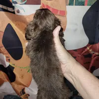 Willa, brindle, a male Miniature Dachshund for sale in Tuscaloosa, AL – Photo 2 of 3