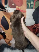 Willa, brindle, a male Miniature Dachshund for sale in Tuscaloosa, AL – Photo 2 of 3