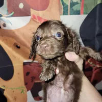Willa, brindle, a male Miniature Dachshund for sale in Tuscaloosa, AL – Photo 1 of 3