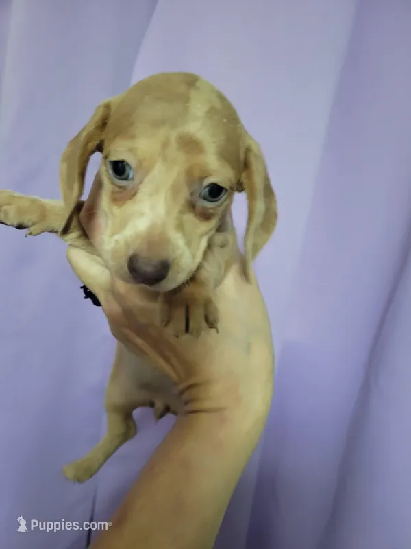 Bitty, Wirehair, AKC – Miniature Dachshund puppy for sale in Tuscaloosa, AL