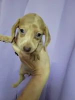 Bitty, Wirehair, AKC, a male Miniature Dachshund for sale in Tuscaloosa, AL – Photo 1 of 4