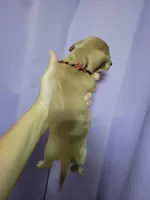 Bitty, Wirehair, AKC, a male Miniature Dachshund for sale in Tuscaloosa, AL – Photo 2 of 4