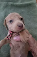Bitty, Wirehair, AKC, a male Miniature Dachshund for sale in Tuscaloosa, AL – Photo 3 of 4