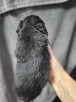 Mason, AKC, a male Miniature Dachshund for sale in Tuscaloosa, AL – 3 of 5