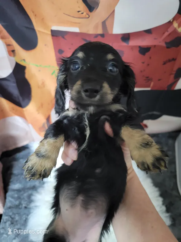 Wilma – Dachshund puppy for sale in Tuscaloosa, AL