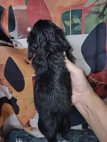 Wilma, a female Dachshund for sale in Tuscaloosa, AL – Photo 4 of 4