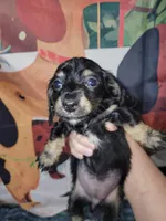 Wilma, a female Dachshund for sale in Tuscaloosa, AL – Photo 2 of 4