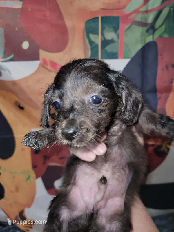 Whip, dapple brindle