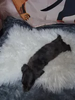 Whip, dapple brindle, a male Miniature Dachshund for sale in Tuscaloosa, AL – Photo 3 of 3