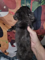 Whip, dapple brindle, a male Miniature Dachshund for sale in Tuscaloosa, AL – Photo 2 of 3