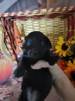 Lola, AKC, a female Miniature Dachshund for sale in Tuscaloosa, AL – 3 of 10
