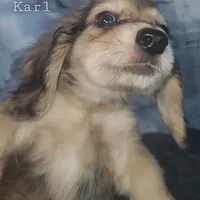 Karl, cream dapple, AKC, a male Dachshund for sale in Tuscaloosa, AL – Photo 4 of 7