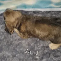 Karl, cream dapple, AKC, a male Dachshund for sale in Tuscaloosa, AL – Photo 7 of 7