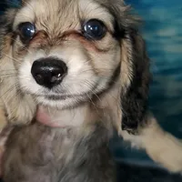 Karl, cream dapple, AKC, a male Dachshund for sale in Tuscaloosa, AL – Photo 6 of 7