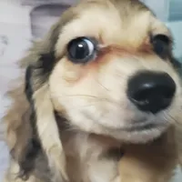 Karl, cream dapple, AKC, a male Dachshund for sale in Tuscaloosa, AL – Photo 2 of 7