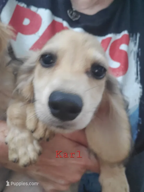 Karl, cream dapple, AKC