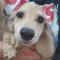 Karl, cream dapple, AKC, a male Dachshund for sale in Tuscaloosa, AL – Photo 1 of 7