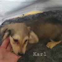 Karl, cream dapple, AKC, a male Dachshund for sale in Tuscaloosa, AL – Photo 5 of 7