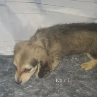 Karl, cream dapple, AKC, a male Dachshund for sale in Tuscaloosa, AL – Photo 3 of 7