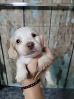 Ghost, a male Miniature Dachshund for sale in Tuscaloosa, AL – Photo 2 of 6
