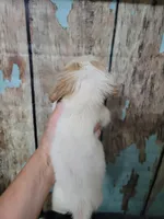 Ghost, a male Miniature Dachshund for sale in Tuscaloosa, AL – Photo 6 of 6