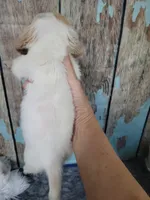 Ghost, a male Miniature Dachshund for sale in Tuscaloosa, AL – Photo 5 of 6