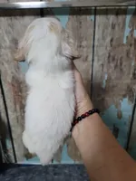 Ghost, a male Miniature Dachshund for sale in Tuscaloosa, AL – Photo 4 of 6