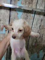 Ghost, a male Miniature Dachshund for sale in Tuscaloosa, AL – Photo 3 of 6