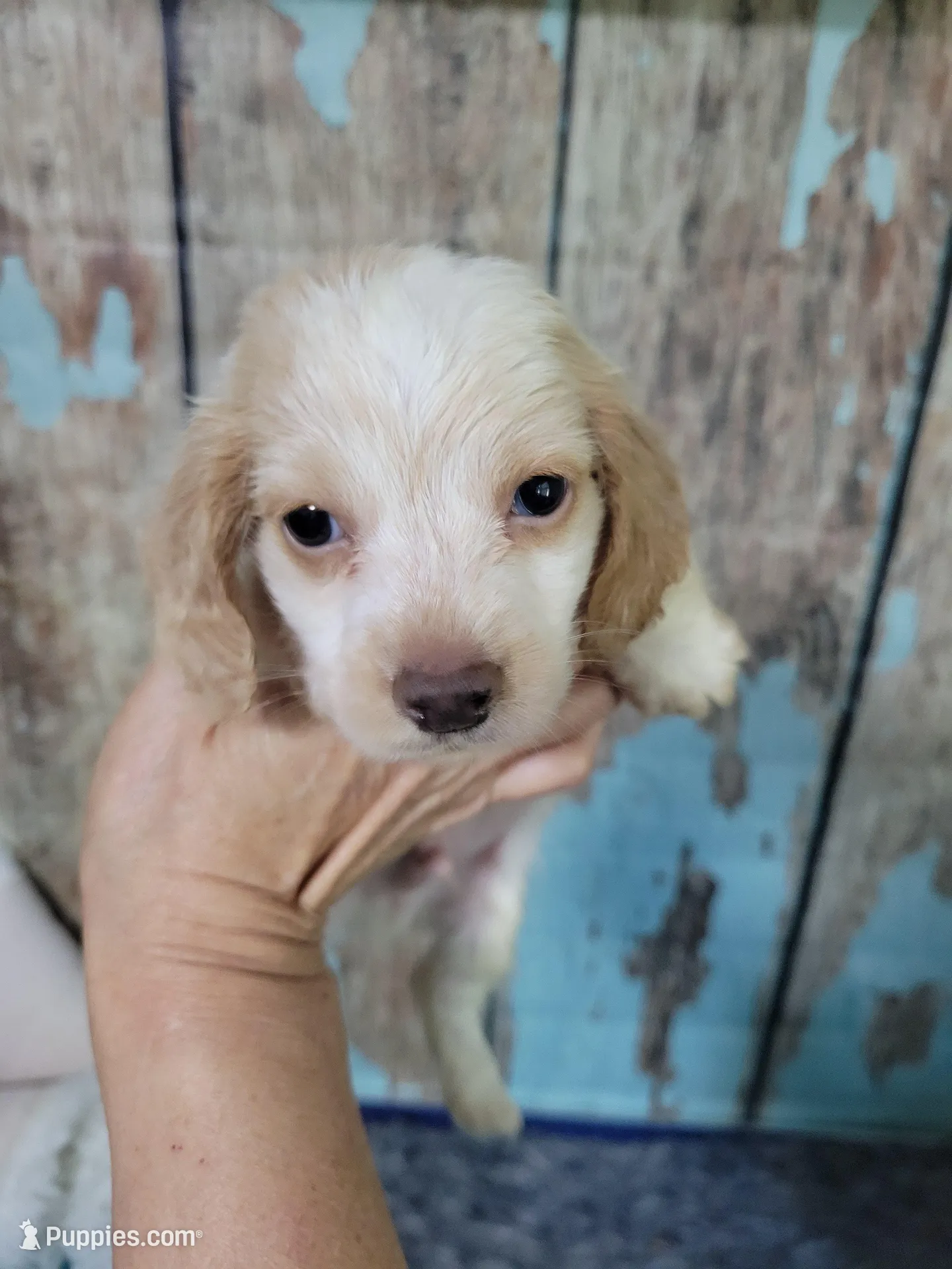 Ghost, a male Miniature Dachshund for sale in Tuscaloosa, AL – Photo 1 of 6
