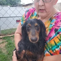 Louie, rescue, a male Dachshund for sale in Tuscaloosa, AL – Photo 1 of 3