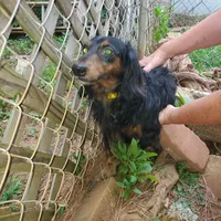 Louie, rescue, a male Dachshund for sale in Tuscaloosa, AL – Photo 3 of 3