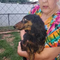 Louie, rescue, a male Dachshund for sale in Tuscaloosa, AL – Photo 2 of 3