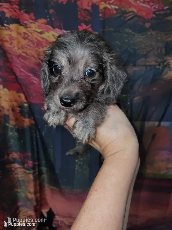 Memphis, AKC – Miniature Dachshund puppy for sale in Tuscaloosa, AL
