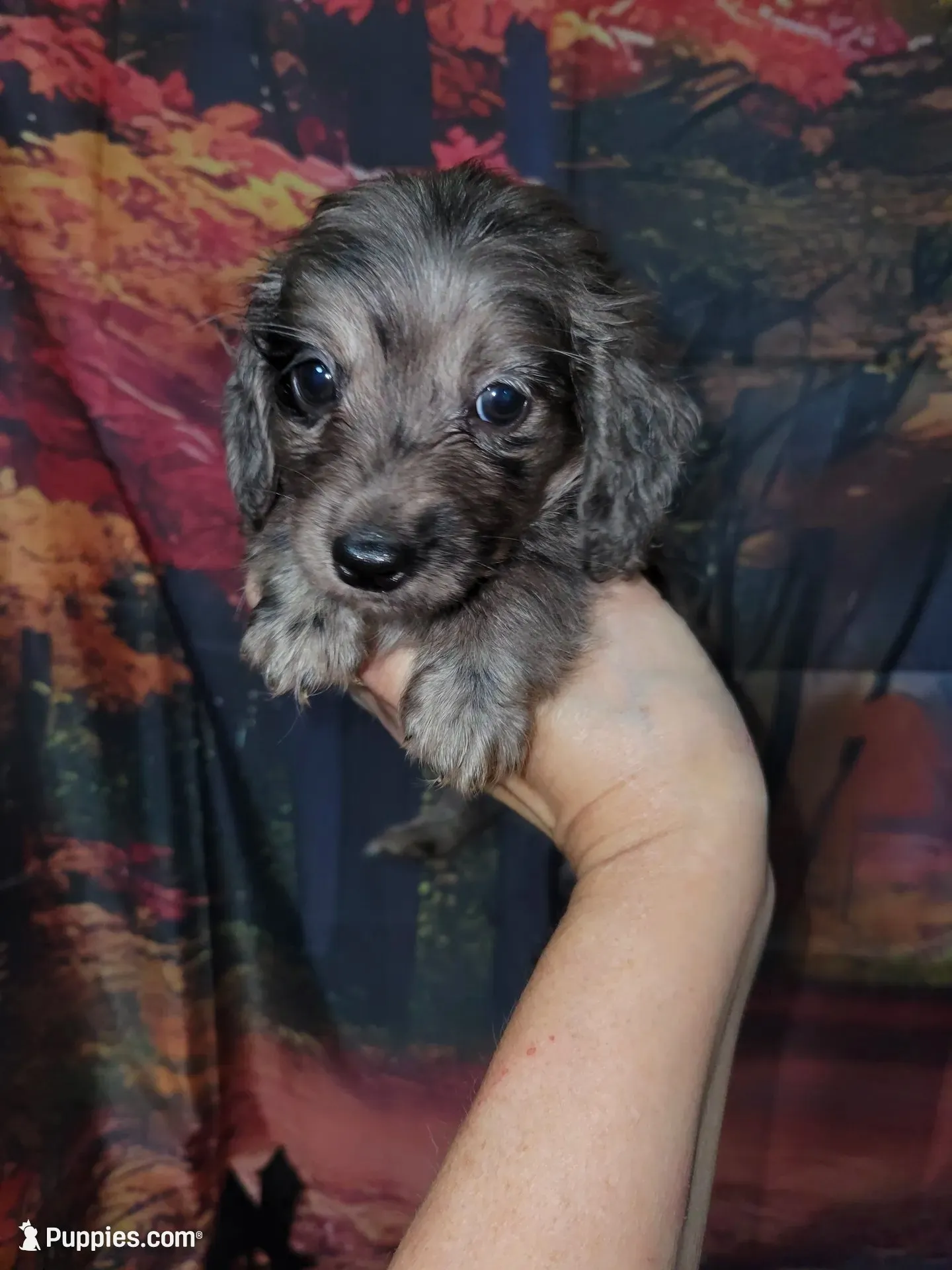 Memphis, AKC, a male Miniature Dachshund for sale in Tuscaloosa, AL – 1 of 4