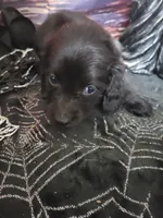 Lilo, a female Miniature Dachshund for sale in Tuscaloosa, AL – 2 of 8