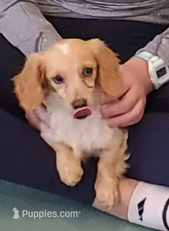 Blaze, dapple piebald – Dachshund puppy for sale in Tuscaloosa, AL