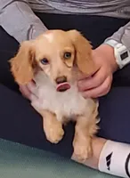 Blaze, dapple piebald, a female Dachshund for sale in Tuscaloosa, AL – Photo 1 of 6