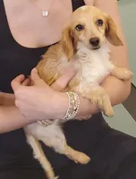 Blaze, dapple piebald, a female Dachshund for sale in Tuscaloosa, AL – Photo 2 of 6