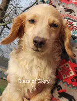 Blaze, dapple piebald, a female Dachshund for sale in Tuscaloosa, AL – Photo 3 of 6