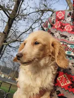 Blaze, dapple piebald, a female Dachshund for sale in Tuscaloosa, AL – Photo 4 of 6
