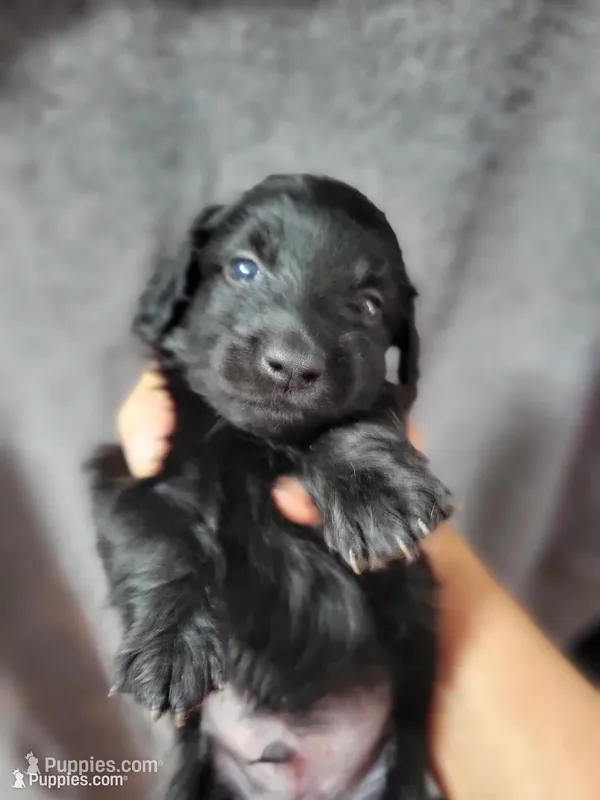 Mason, AKC – Miniature Dachshund puppy for sale in Tuscaloosa, AL