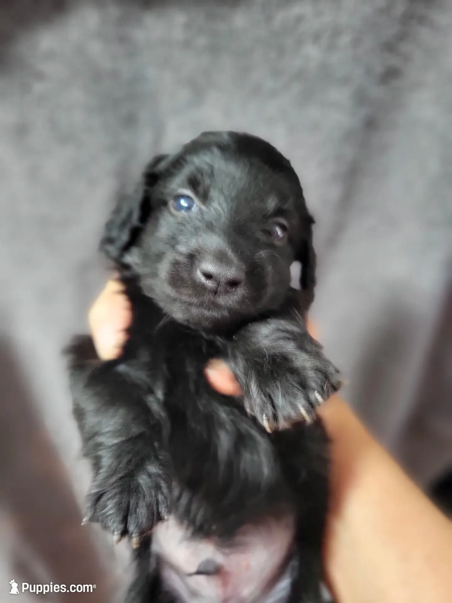 Mason, AKC, a male Miniature Dachshund for sale in Tuscaloosa, AL – 1 of 5