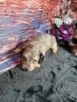 Meadow, AKC cream dapple, a female Miniature Dachshund for sale in Tuscaloosa, AL – 4 of 5