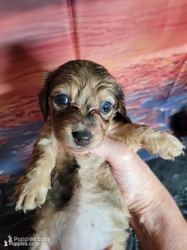 Meadow, AKC cream dapple – Miniature Dachshund puppy for sale in Tuscaloosa, AL