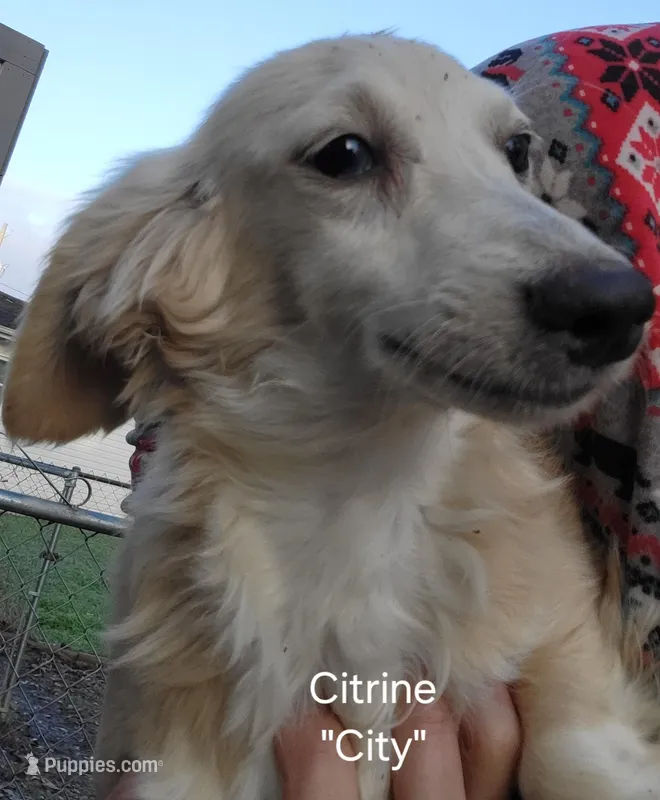 City, dapple piebald – Dachshund puppy for sale in Tuscaloosa, AL