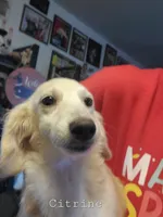 City, dapple piebald, a male Dachshund for sale in Tuscaloosa, AL – Photo 2 of 3